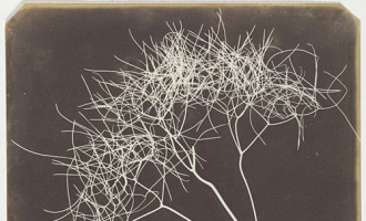 Fotogram- William Henry Fox Talbot (1800 - 1877).jpg